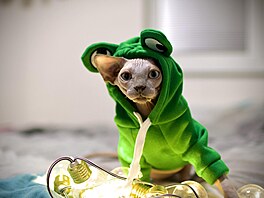 Daglesek, ná� sphynx kocourek. Kdy� mu je zima, tak se rád oble�e!