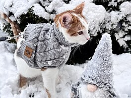 Loufí�ek a jeho první sníh