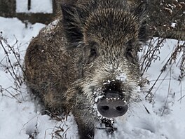 Pepánek, dostal se k nám jako mali�ké selátko, po zran�ní od kombajnu.