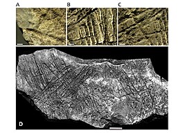 Detail rytin na vápencovém bloku ze �védova stolu. Na snímcích jsou ukázky...