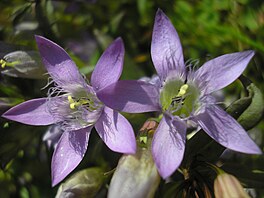 Ho�e�ek mnohotvarý �eský