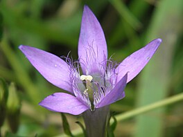 Ho�e�ek mnohotvarý �eský