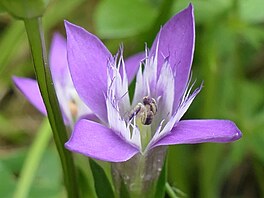 Ho�e�ek �lutavý pravý