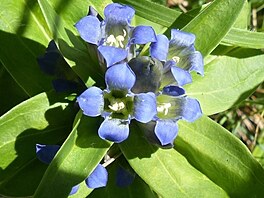 Ho�ec k�í�atý