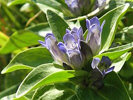 Ho�ec k�í�atý