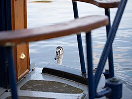 Kdo chce �ít na lodi, musí také po�ítat s náklady na palivo, které nej�ast�ji...