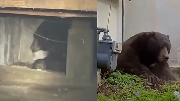 Medv�d �ijící pod domem v Altaden� v Kalifornii