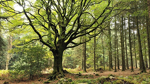 A hur� do lesa! P�esn�ji �e�eno do poles� breta�sk�ho Paimpont, kter�mu ov�em nikdo ne�ekne jinak ne� Broc�liande. Tady, na 9 000 hektarech, m�l b�t domovem b�jn� �arod�j Merlin. H��ek je v tom, �e cel� les byl v roce 1804 vyk�cen. To, co tu roste dnes, m� k romantick�m m�t�m opravdu daleko.