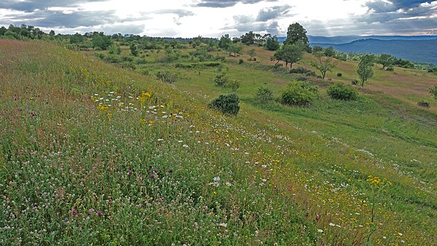 V Doupovsk�ch hor�ch na z�pad� �steck�ho kraje vznikne rezervace pro zubry evropsk�. Na �zem� se zachovala pestr� mozaika kvetouc�ch luk s mnoha vz�cn�mi druhy kv�tin v�etn� orchidej�, mot�l� a pt�k� a st��d� se s mok�ady a star�mi sady.