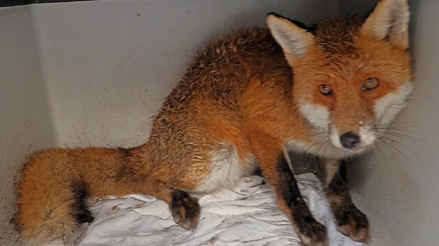 Li��k ze smy�ky