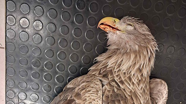 Orel mo�sk� v z�chrann� stanici Archa