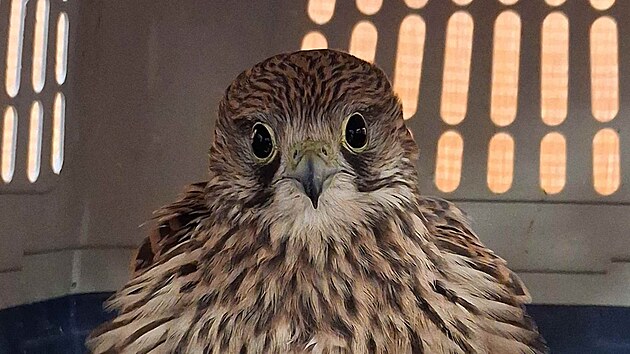 Po�tolka v z�chrann� stanici Archa