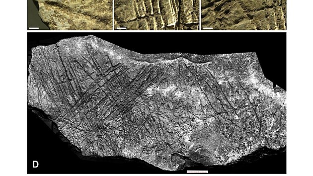 Koňská hlava stará 15 tisíc let. Vědci našli v Moravském krasu unikátní rytinu