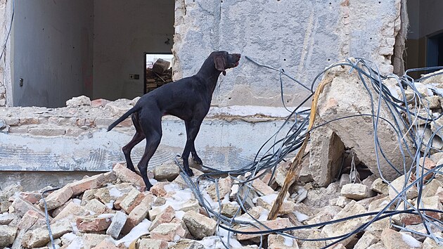 Slu�ebn� pes z Hasi�sk�ho z�chrann�ho sboru Pardubick�ho kraje otestoval p�i v�cviku taktickou ochrannou p�ilbu pro psy. (12. ledna 2026)