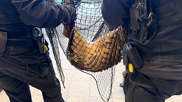 Str�n�ci srnce vzali do s�t� a odnesli do voln� p��rody. (15. ledna 2026)