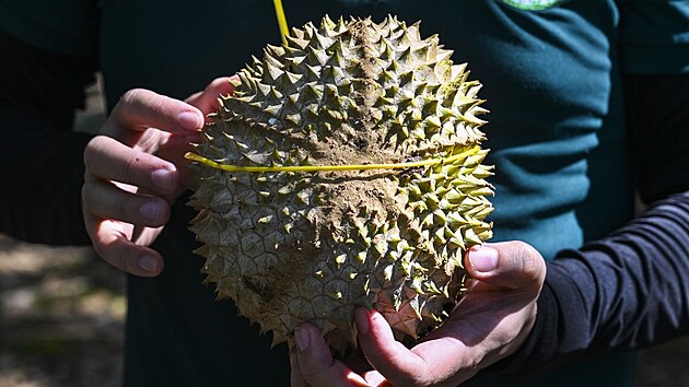 Durian odr�dy Musang King v oblasti Raub ve st�t� Pahang v Malajsii (19. ��jna 2025)