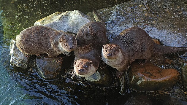 Plze�sk� zoo m� co nab�dnout. V roce 2025 ji nav�t�vilo t�m�� p�l milionu lid�.