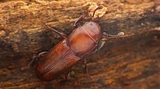 VÄ�dci našli v CHKO Soutok po v�­ce než 100 letech vzácn�©ho brouka