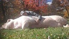 Prase dorostlo do p�ltunové hmotnosti.