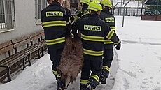 Hasi�i odchytli zatoulaného tahra himalájského. (leden 2026)