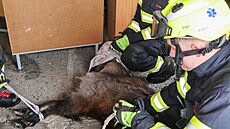 Hasi�i odchytili exotickou kozu, která se loni na podzim zab�hla chovateli v...