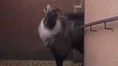 Zatoulaná exotická koza se na�la ve sklep� panelového domu v Jeseníku. (leden...
