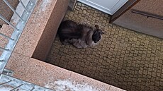 Zatoulaná exotická koza se na�la ve sklep� panelového domu v Jeseníku. (leden...