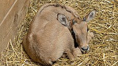 Olomoucká zoo slaví první mlád� roku 2026 - sami�ku oryxe. (12. ledna 2026)