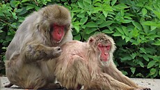 Samice makaka Bab�a (vpravo) se do�ila úctyhodného stá�í. Skonala v pátek 9....