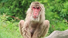 Samice Bab�a byla nejstar�ím makakem v olomoucké zoo.