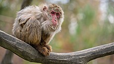 V olomoucké zoo se narodilo u� tém�� sto makak�.