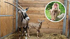 V olomoucké zoo v pátek 9. ledna 2026 zem�ela Bab�a, nejstar�í makak zahrady. O...