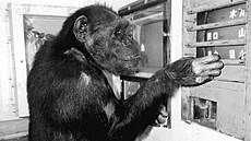 Ve 49 letech zem�ela samice �impanze jménem Ai, která um�la rozpoznat barvy,...