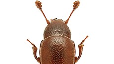 Leskná�ka dubového objevili v�dci v �esku po 111 letech. V starých dubech CHKO...