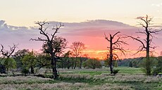 Leskná�ka dubového objevili v�dci v �esku po 111 letech. V starých dubech CHKO...