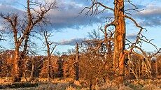 Leskná�ka dubového objevili v�dci v �esku po 111 letech. V starých dubech CHKO...