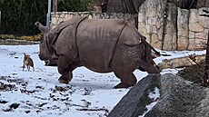 Plze�ský nosoro�ec se v Polsku st�etl s nerovným soupe�em