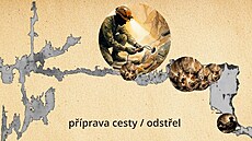 Hasi�i v animaci ukázali, jak náro�ná byla záchrana zran�ného jesky�á�e