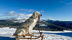 Hope Dream Zlatá kudrnka