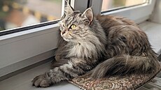 Na�e sibi�ská ko�ka jménem Ellie