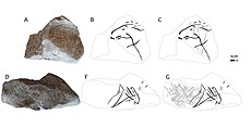 Rozbor rytin na v&aacute;pencov&eacute;m bloku z jeskyně &Scaron;v&eacute;dův stůl v Moravsk&eacute;m krasu. Čern&eacute;...