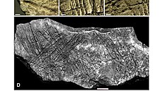 Detail rytin na vápencovém bloku ze �védova stolu. Na snímcích jsou ukázky...