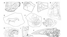 Srovnávací ukázky magdalénských rytin z kamene a kosti z r�zných evropských...