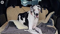 Rekordmanka Minnie je nejvy��í fenou na sv�t�