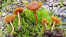 �epi�atka mok�adní