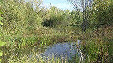 �SOP, vzácné houby, Cihelna, Kutná Hora