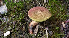 Suchoh�ib mok�adní