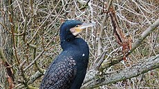 Kormorán velký je klí�ovým rybo�ravým predátorem.