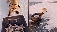 Li�ka cht�la ukrást rybá��m celý úlovek