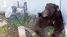 Medv�d se usadil pod domem v kalifornské Altaden� a ni�il nap�íklad i plynové...